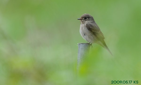 솔딱새